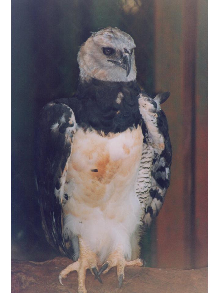 FIGURE 1 FIGURE 1